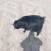 یک عددبز جوان دو رگ اوستن