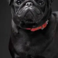 سگ نژاد پاگ pug|سگ|فردیس, فردیس|دیوار