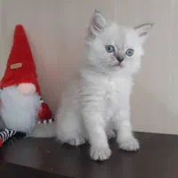 شهر گربه های پشمالو (پرشین بریتیش اسکاتیش)|گربه|اهواز, کیانپارس |دیوار