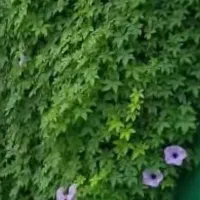 بذر نیلوفر.تخم گل پیچ.گل همیشه بهار.پیچک رونده