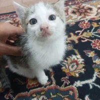 گربه خانگی