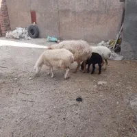 میش بره بزرگ