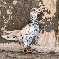 سرو قزوینی|پرنده|شیراز, باهنر|دیوار