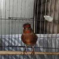 سهره قناری گلاستر