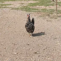 مرغ و خروس گلین لری با جوجه