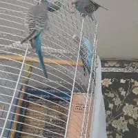 ۴ عدد مرغ عشق با دوتا قفس بزرگ وکوچک