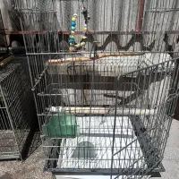 تعدادی قفس پرنده به فروش میرسد