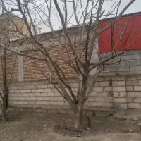 تعداد10عدد درخت گردو|گل و گیاه طبیعی|گرمادوز, |دیوار