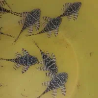 پلکو ال ۳۳۳