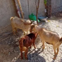 بز داشتی آبستن دوقلو زا|حیوانات مزرعه|کوهدشت, |دیوار