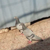 جفت پلاکی بالغ