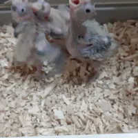 جوجه عروس هلندی سرلاکی