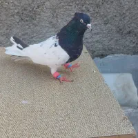 کبوتر کله سیاه ماده اماده