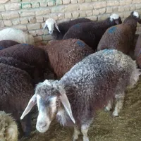 قوچ ومیش وبز غاله وبره وگوسفند زنده|حیوانات مزرعه|مشهد, نوید (بلوار کشاورز)|دیوار