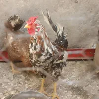 خروس گلین چهل تاج