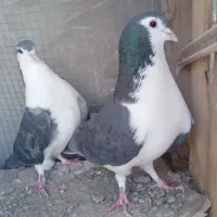 دمگیر سیاه پشت
