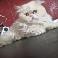 گربه گمشده در محدوده‌ی ملارد