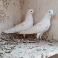 کفتر پرشی|پرنده|ساوه, |دیوار
