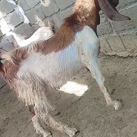 چپشت نری.بز کهر