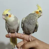 جفت عروس هلندی