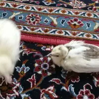 فروش طاووس های بالغ دوعدد جوجه طاووس|پرنده|گرگان, |دیوار