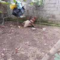 فروش سه عدد مرغ تخم گذار|حیوانات مزرعه|رشت, کوی یخ|دیوار