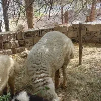 قوچ|حیوانات مزرعه|عنبرآباد, |دیوار