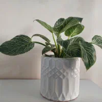 گل برکین.یوکا تنه دار.پتوس