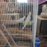 عروس هلندی البینیو