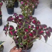 حسن یوسف پُر شاخ و برگ|گل و گیاه طبیعی|قم, نیروگاه|دیوار