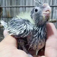 معاوضه جوجه عروس هلندی با جوجه برزیلی