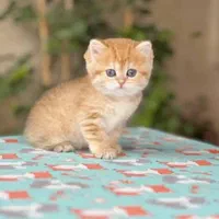 سرزمین گربه های اشرافی ( iran cats)|گربه|اهواز, زیتون کارمندی|دیوار