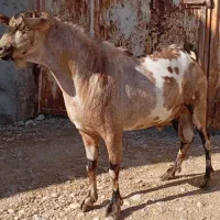 سومال ذات دوقلویی جنس خوب|حیوانات مزرعه|رویدر, |دیوار