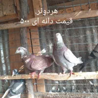 جوجه کبوتر