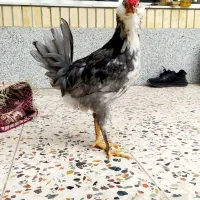 مرغ خروس گلین طوسی
