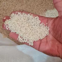 برنج دم سیاه تضمین|خوردنی و آشامیدنی|گنبد کاووس, |دیوار
