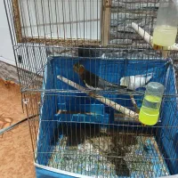 عروس هلندی مولد با جوجه