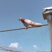 کبوتر باخ رفته