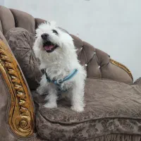 سگ تریرمیکس شناسنامه دارواکسن زده