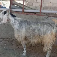 دو عدد بز جوان|حیوانات مزرعه|جوانرود, |دیوار