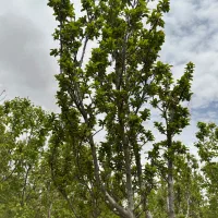 فروش دو قطعه باغ در صحرای نبادان ابرکوه