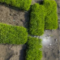 ۵عدد باکس نشا