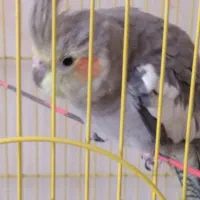 عروس هلندی|پرنده|فارسان, |دیوار