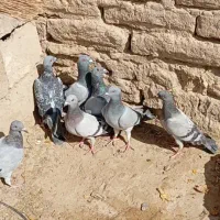 کفتر سبز و مگس شازده سبز|پرنده|زهک, |دیوار