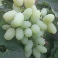 انگور نوبر خمین جاده الیگودرز  درجه یک‌