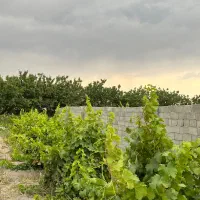 باغچه باغ قدیمی/بدون خاکی/برق و آب/تک برگ|فروش زمین و ملک کلنگی|شهریار, شهریار|دیوار
