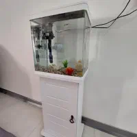 آکواریوم شرکتی|ماهی|گلبهار, شهر جدید گلبهار|دیوار