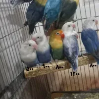 طوطی برزیلی|پرنده|قزوین, |دیوار