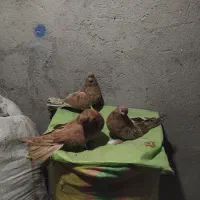 پرنده|پرنده|میانه, |دیوار