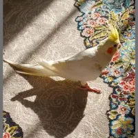 عروس هلندی نر